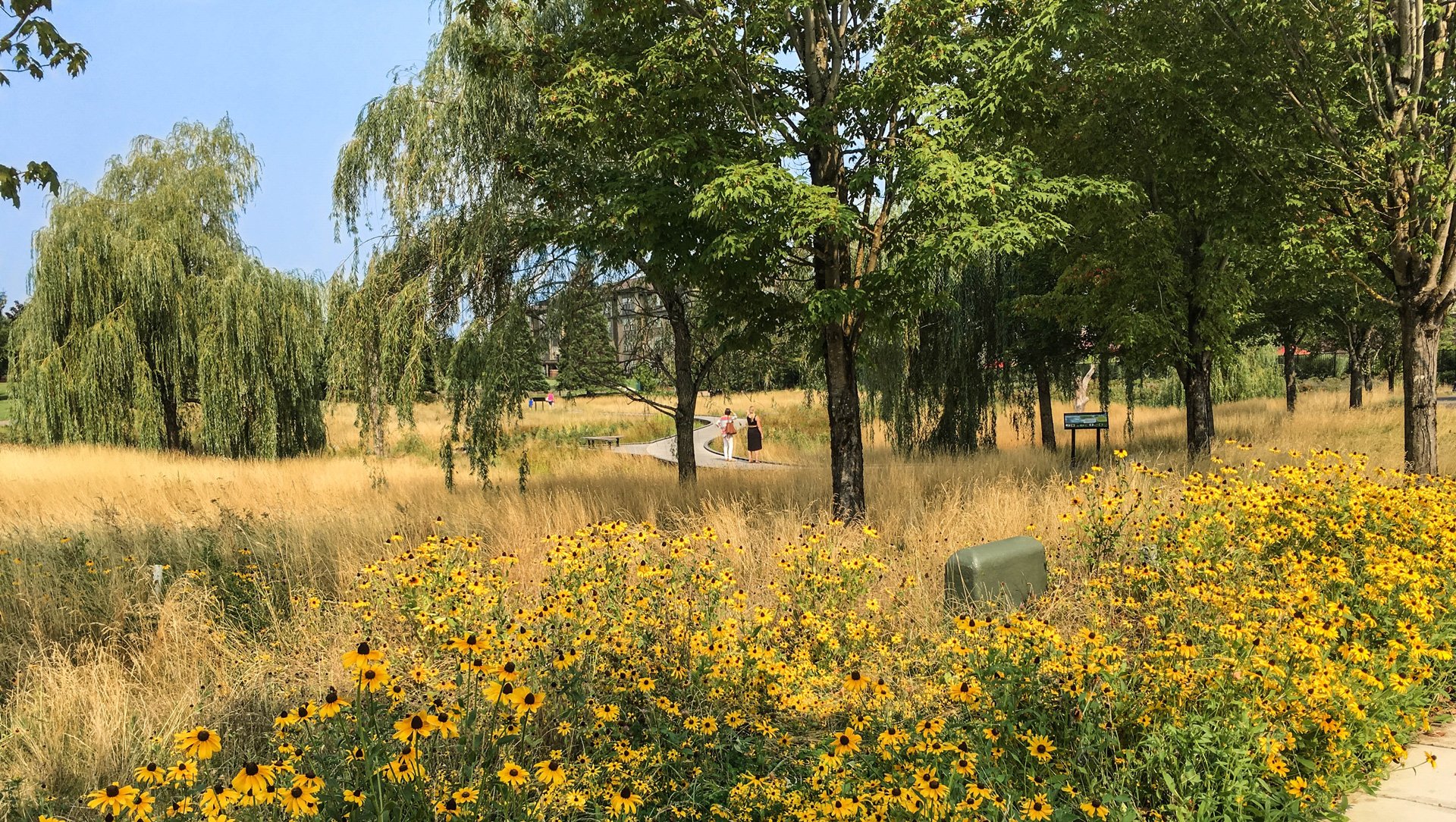 CTC Boardwalk and Wetland Restoration - Shapiro Didway