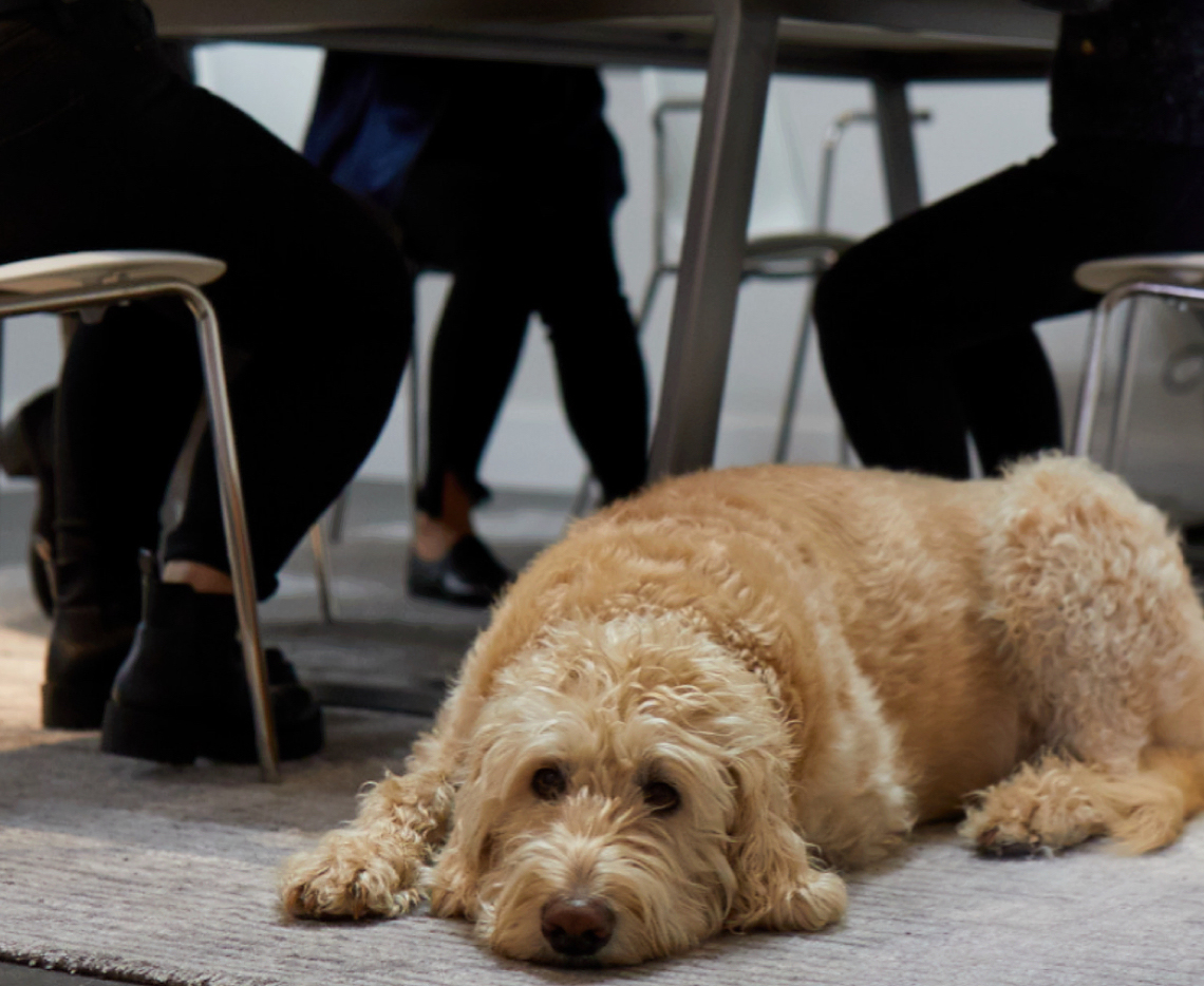 A dog laying under a table in an office setting