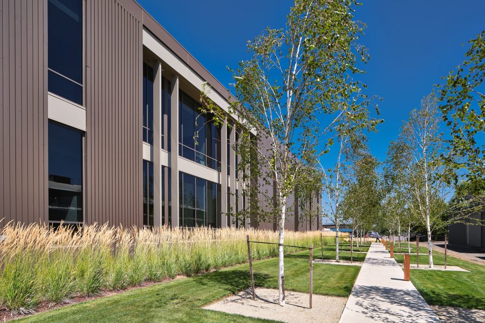 Tree-lined pathway on a sunny day